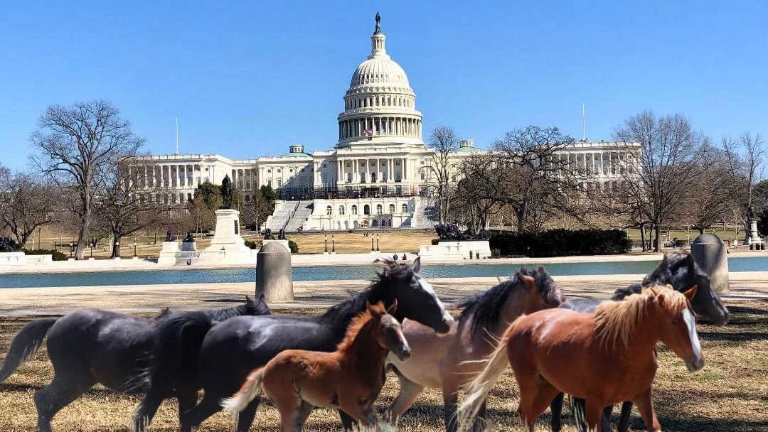 *TUNE IN *LIVE INTERVIEW*
“Voices Carry For Animals #392' Podcast

Thurs - 04/20 @ 7:00 pm est
Listen/SPEAK (310) 982-4270 

**Save Our Wild Horses Conference DC RALLY**
blogtalkradio.com/voicescarryfor… @AnimalsRadio @_AnimalAdvocate @ARCrusade @A_W_Global @theirturn @horseslivesmatt