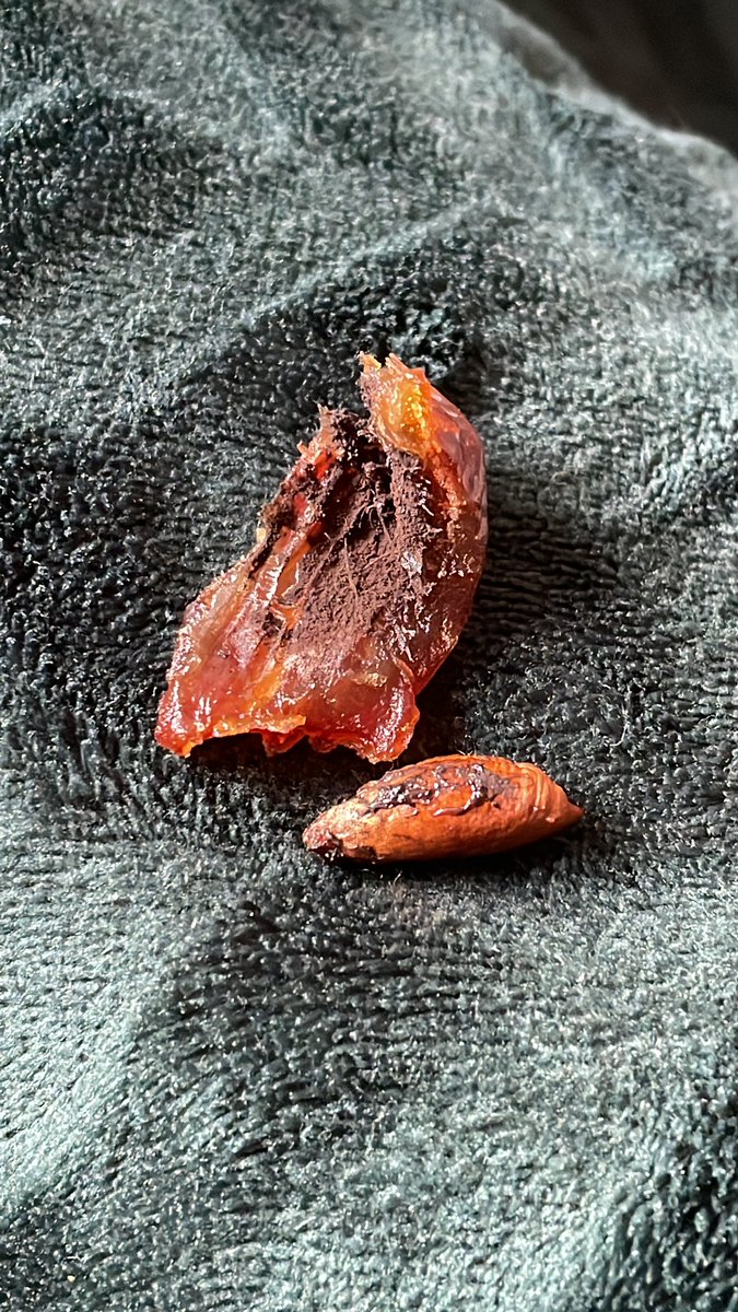 fuccae's tweet photo. @albertheijn waarom zit er allemaal aarde in mijn dadel https://t.co/cBDMXQzXaV