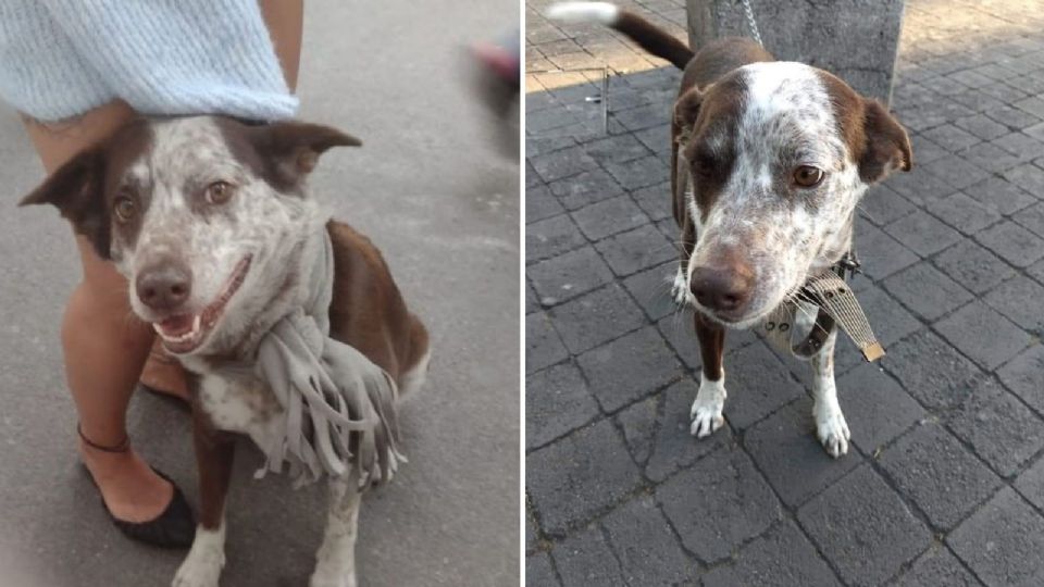 lasillarota's tweet photo. 🔴🐶 ¿Lo has visto? Se robaron al perrito Tito en #CDMX y su dueño lo busca desesperadamente 
https://t.co/hd6DoQZlvF https://t.co/yc2YfxoAGU