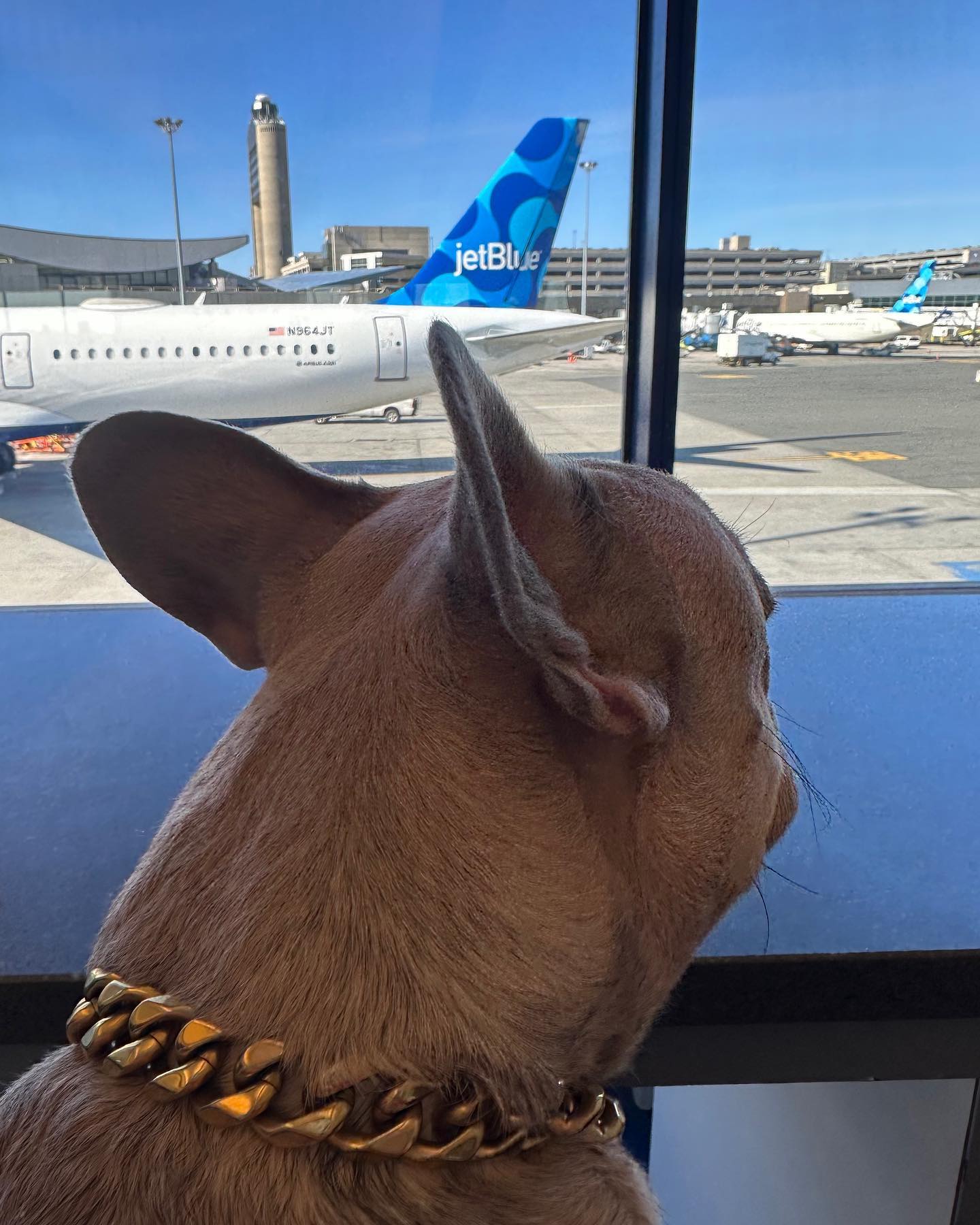 Can French Bulldogs Fly On Jetblue