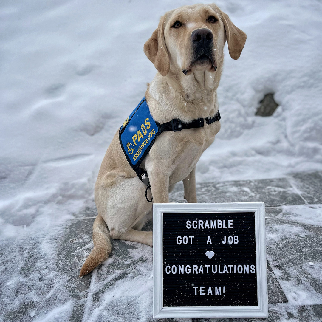PADSdogs's tweet photo. The stellar Scramble got a job! She passed her pre-placement testing and has been matched with a client. Congratulations to PADS Scramble and her amazing village for their time, heart & commitment! #LifeInTheBlueVest #DogsWithJobs #PADSDogs #PADSCalgary https://t.co/bRRwSnBJTC