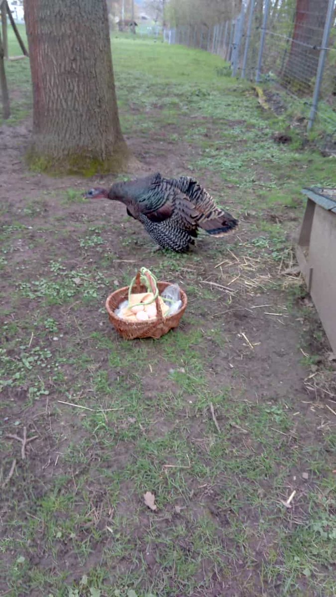 Zurueck_z_Natur's tweet photo. #Ernte Zeit bei unseren #AmerikanischenWildputen 🥚👌🤠🦃 Obacht... #Schutzkleidung wird empfohlen 🤣 #wildpute #eier #bruteier #landwirtschaft #egg #guppelguppel #turkey #pute #gera #greiz #thüringen #schwaara #nest #eiersuchen #geflügel #freilandhaltung #natur #tierwohl #zucht https://t.co/ll7R99FCwe