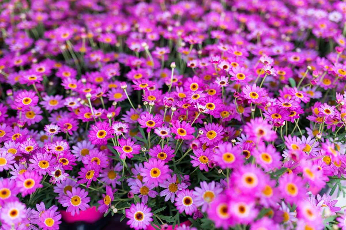 Step Up For Colleen tweet media