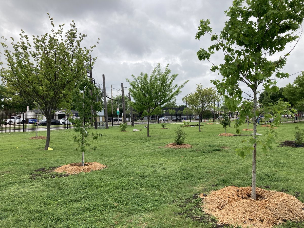 Texas Trees Foundation tweet media