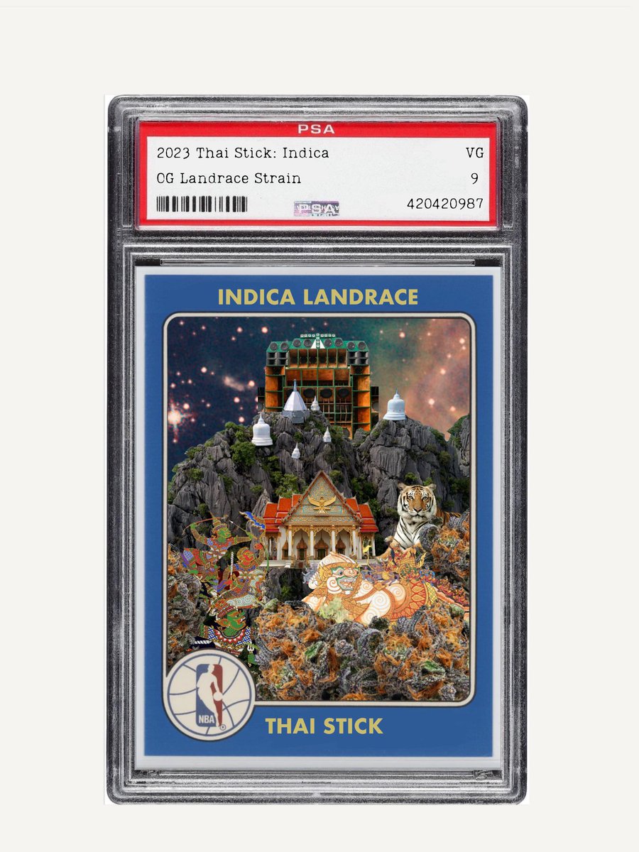 IFCKINGLOVEKIWI's tweet image. Just finished harvest in the mountains and evaded the police check points to bring you this! 5 editions of each of these landrace seed cards are up on objkt. Collect both and get a special 1/1 phenotype per 2 seed. Happy 4/20 🍁🔥🦧🏀 objkt.com/asset/KT1KvUyp… Panama red…