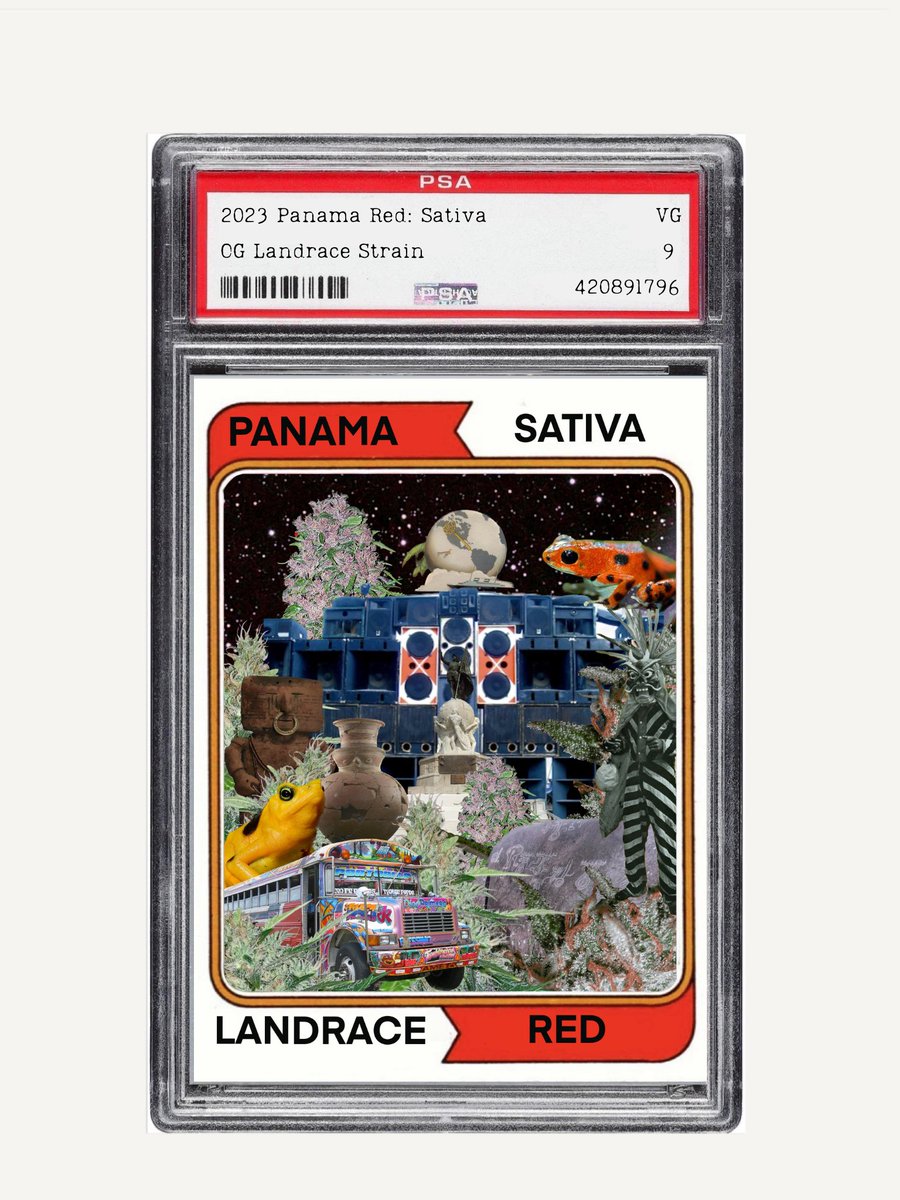 IFCKINGLOVEKIWI's tweet image. Just finished harvest in the mountains and evaded the police check points to bring you this! 5 editions of each of these landrace seed cards are up on objkt. Collect both and get a special 1/1 phenotype per 2 seed. Happy 4/20 🍁🔥🦧🏀 objkt.com/asset/KT1KvUyp… Panama red…