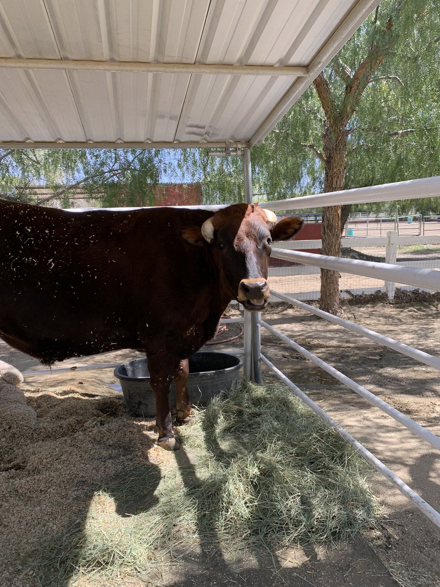 usinger_hare's tweet image. The Gentle Barnの看板牛ちゃんLou Lou🐂☺️（本名John Lewis）
まだ若くて元気ありすぎるのでお客さんいる間は外に出られず🥲
ぬいぐるみの友達いるの可愛い🧸