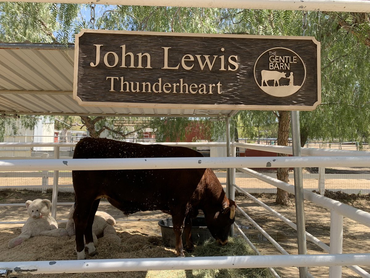 usinger_hare's tweet image. The Gentle Barnの看板牛ちゃんLou Lou🐂☺️（本名John Lewis）
まだ若くて元気ありすぎるのでお客さんいる間は外に出られず🥲
ぬいぐるみの友達いるの可愛い🧸