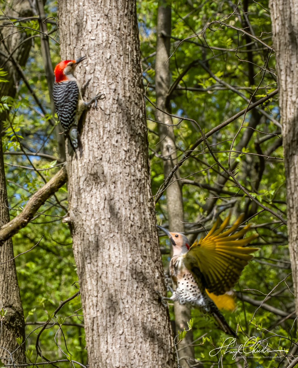 A Red-bellied woodpecker and a Northern Flicker were fighting over real estate yesterday in the Loch. 
#birdcpp #northernflicker #redbelliedwoodpecker #BirdsSeenIn2023 #birdphotography