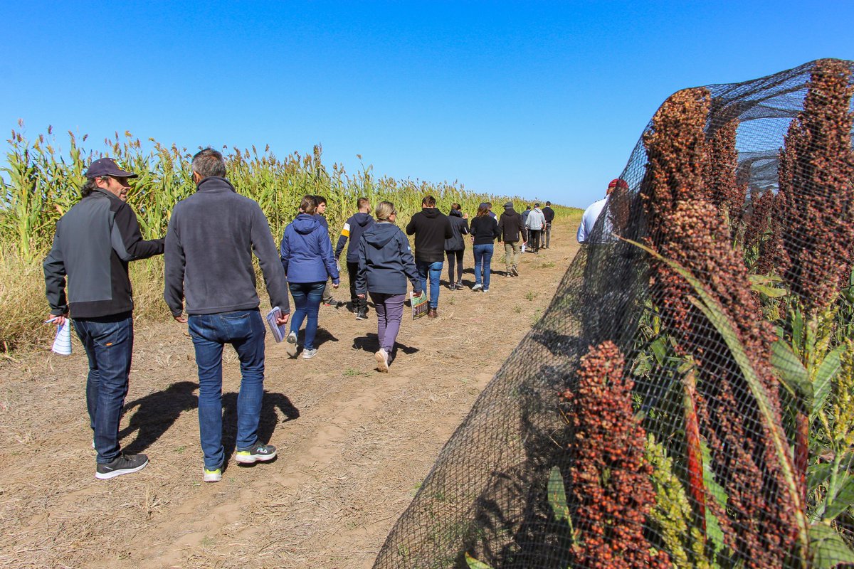 IntaManfredi's tweet image. 🌾 #SORGO | Recorrida técnica en ensayos de #INTAManfredi

Junto a la participación de productores y empresas, contando con la presencia de los directores de @IntaCordoba @JCMolinaHafford, y de la EEA Manfredi @AquilesSali, se realizó la jornada a campo en el Módulo Experimental.