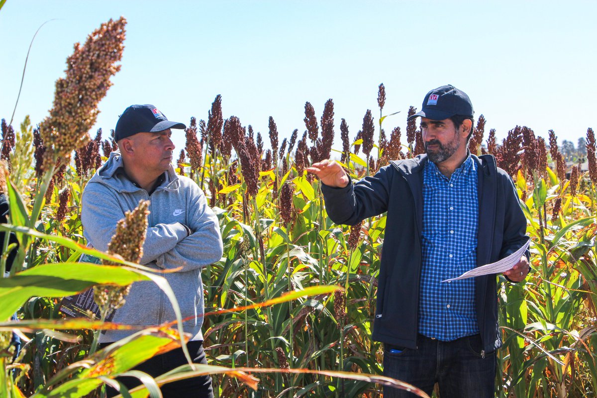 IntaManfredi's tweet image. 🌾 #SORGO | Recorrida técnica en ensayos de #INTAManfredi

Junto a la participación de productores y empresas, contando con la presencia de los directores de @IntaCordoba @JCMolinaHafford, y de la EEA Manfredi @AquilesSali, se realizó la jornada a campo en el Módulo Experimental.