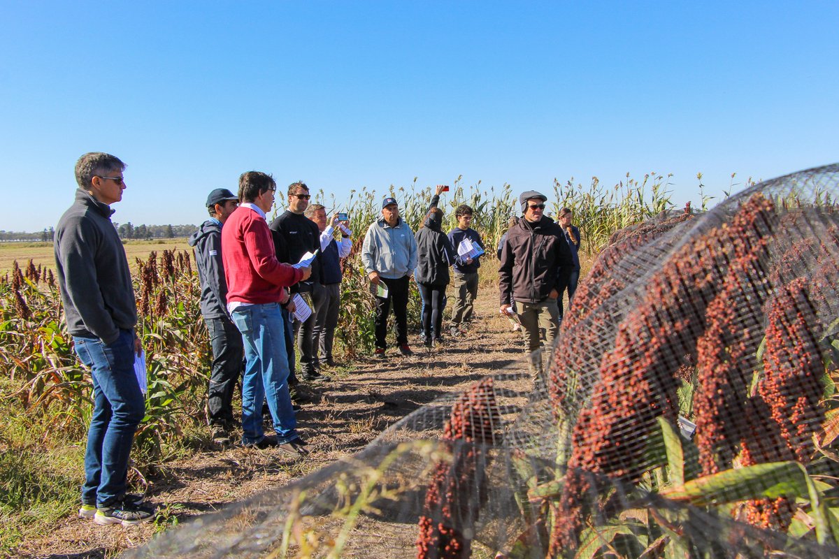 IntaManfredi's tweet image. 🌾 #SORGO | Recorrida técnica en ensayos de #INTAManfredi

Junto a la participación de productores y empresas, contando con la presencia de los directores de @IntaCordoba @JCMolinaHafford, y de la EEA Manfredi @AquilesSali, se realizó la jornada a campo en el Módulo Experimental.