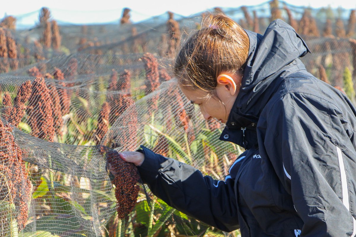 IntaManfredi's tweet image. 🌾 #SORGO | Recorrida técnica en ensayos de #INTAManfredi

Junto a la participación de productores y empresas, contando con la presencia de los directores de @IntaCordoba @JCMolinaHafford, y de la EEA Manfredi @AquilesSali, se realizó la jornada a campo en el Módulo Experimental.
