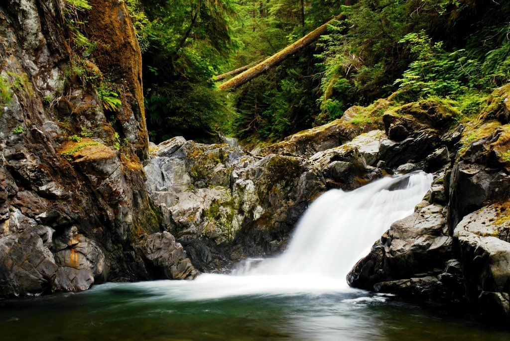 WildOlympics's tweet photo. Hooray! Thank you @PattyMurray &amp; @RepDerekKilmer! Local Supporters Cheer #EarthDay reintroduction of #WildOlympics bill. Olympic Peninsula Tribes, Sportsmen, business leaders, local officials cite benefits to local economy, clean water, &amp; salmon https://t.co/kKJx7VkHGX https://t.co/HE0zopS0xY