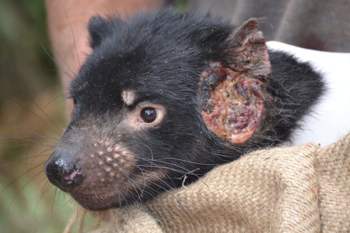 NOW OUT @ScienceMagazine 🧬🐾🤓 “The evolution of two transmissible cancers in Tasmanian devils” A 🧵 on our deep DNA sequencing dive into the startling genetic history of contagious tumours (1/n) 👇 doi.org/10.1126/scienc…