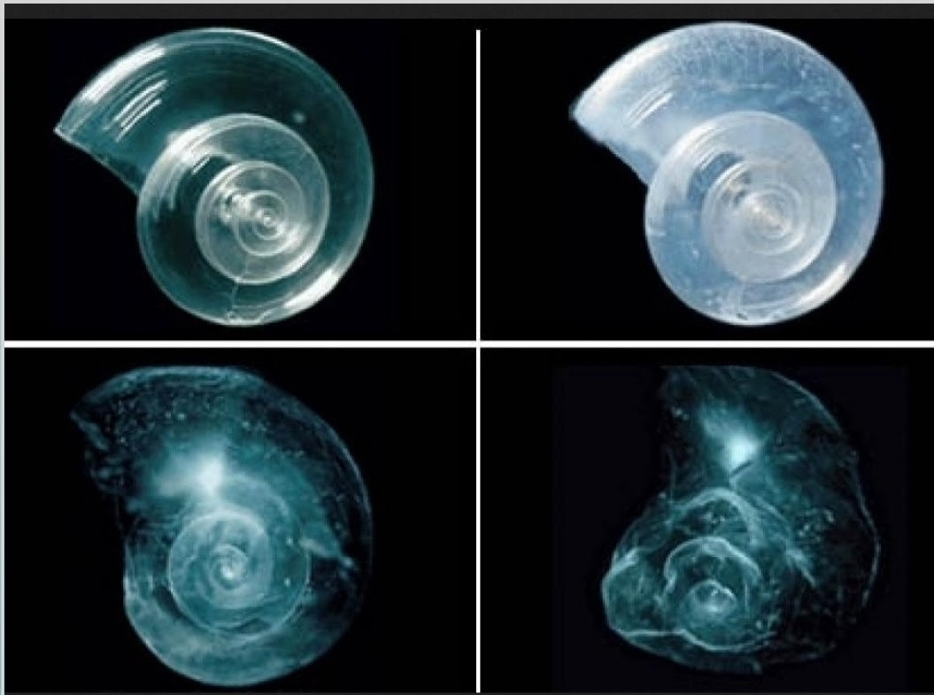 AdvLivingSys's tweet photo. @mo_raging @climate_fact @USRepKCastor @USouthFlorida @StPeteFL The crisis, we dissolve zooplankton 10×faster than PETM flood_basalts did in 50,000yr of eruptions

This is the basis of commercial fisheries, the #ShellfishIndustry toast in 50yrs
Excess CO2 rate_of_change makes carbonic_acid at the air-sea interface
https://t.co/bMYSXyGZGZ https://t.co/9gq8XgTWo5