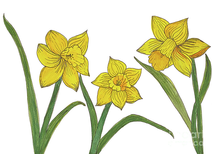 Daffodils

The daffodils in my garden are starting to fade but daffodils in art work bloom throughout the year.

pixels.com/featured/daffo…

#daffodil #flowers #spring #springflowers #springintoart #buyintoart #fedigiftshop