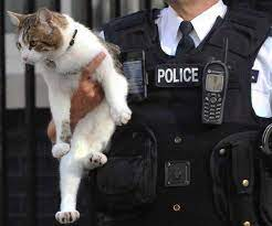 ElizabethRadcl5's tweet photo. Larry the Cat on the way to Westminster Police Station to sort out "any misunderstandings" #number10cat #CatsOfTwitter #catsontwitter #kittytwitter 🐾🐾🐾🐾🐾🐾🐾🐾🐾👮👮👮👮👮👮 https://t.co/0L1WMhVwiS