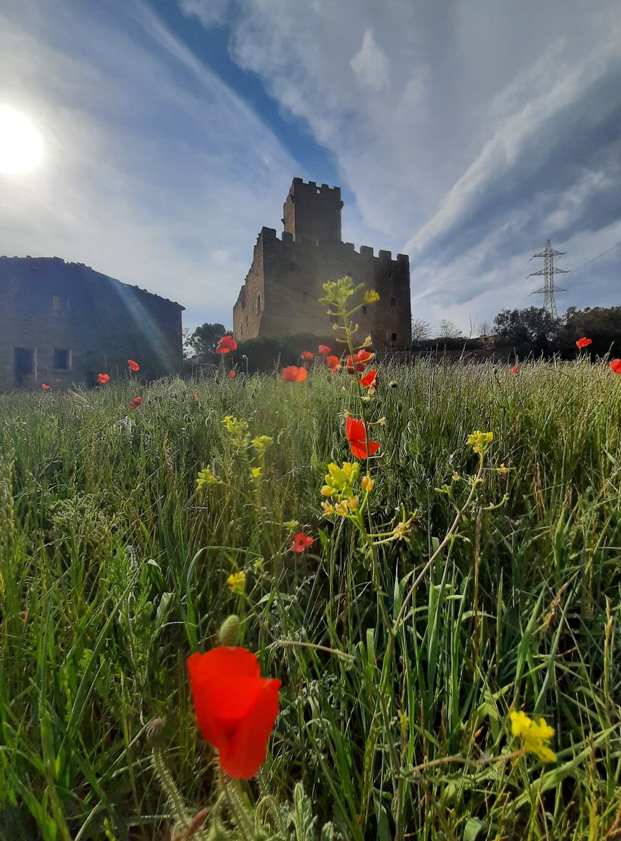 Les Sitges, al natural.
#segarrejant 
#tifmola 
#mosestimemtif