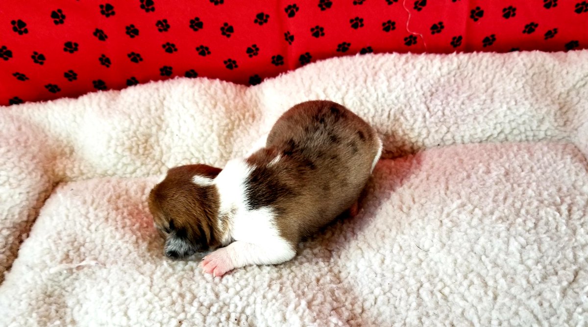 BeaglesCourt's tweet photo. Meet Empress.  #pocketbeagle #puppy #beagle #beaglepuppy #hounddoglove #minibeagle https://t.co/HbCZ1hyZxl