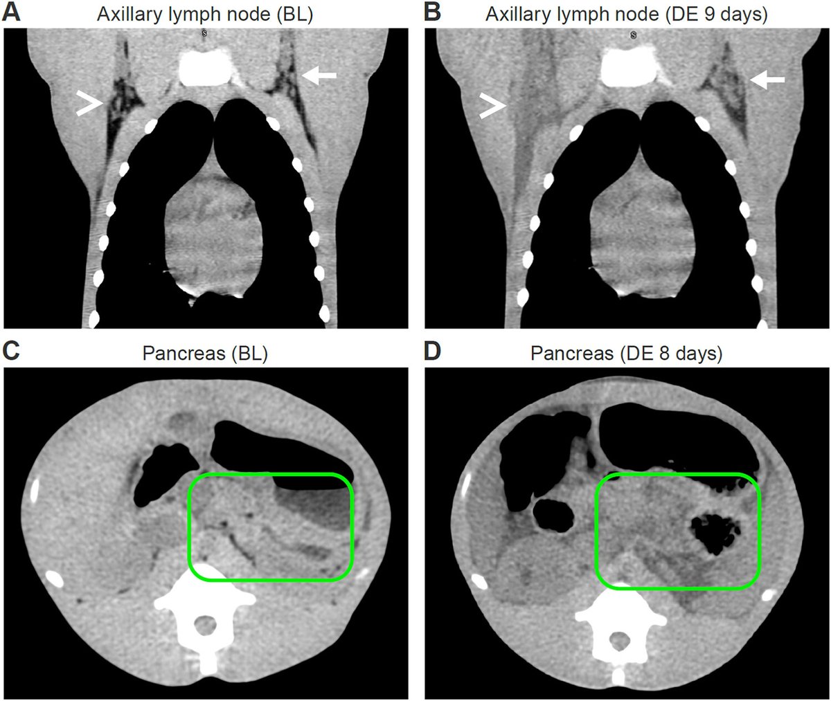 JournalSpectrum's tweet photo. CT imaging can potentially quantify pathogenesis of Marburg virus disease in vivo. @jillan98 https://t.co/jh0jQij4Hq https://t.co/sBU6coW8P5