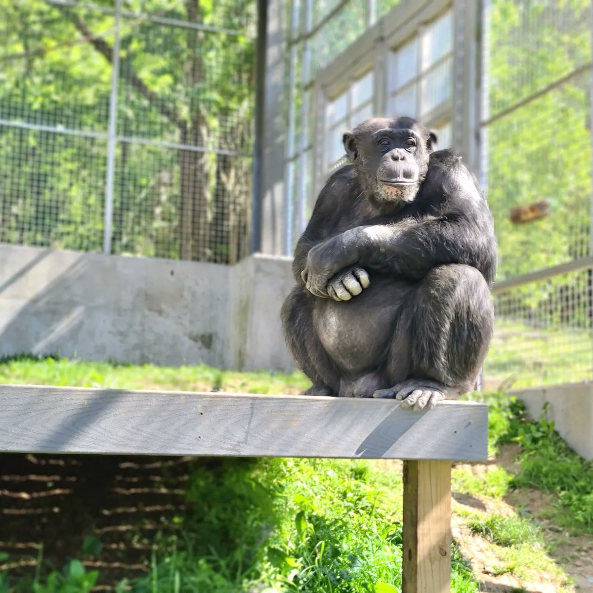 prim8rescue's tweet photo. Donald is loving the warm sunshine and gentle breeze today at the sanctuary🥰...#chimp #chimpanzee #Kentucky #animalsanctuary #notapet #chimprescue #sanctuarylife #chimplife #summerbreeze #makesmefeelfine #donald #handsomefella #peaceful https://t.co/Ayo61hC14G