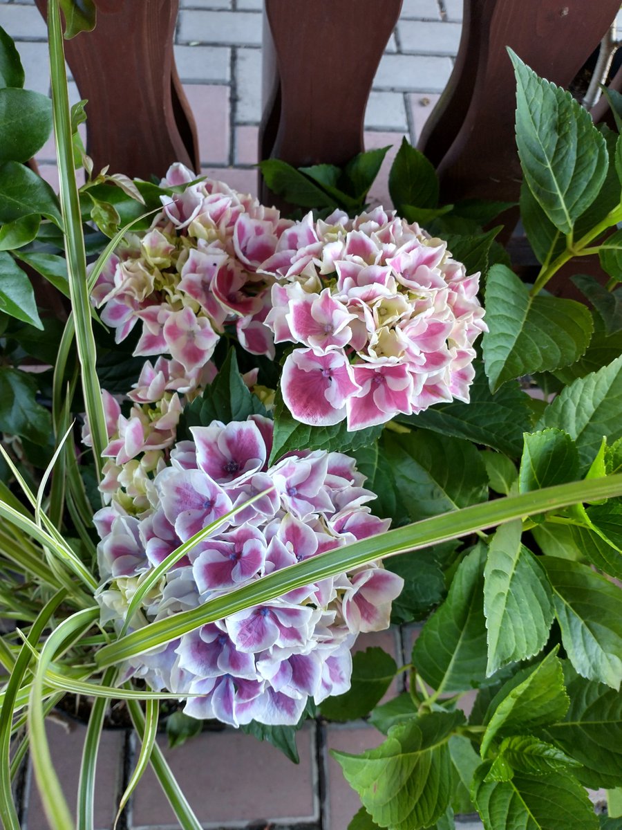 kinga_ogieglo's tweet photo. Two-color hydranges....Like or dislike?🌸🌺🥀💐🌼🪷 ours started to grow a little already...#Spring in Poland
#art #garden #artwork #gardens #hydrange #painting #artgallery #photography https://t.co/SCoXPX3J9L
