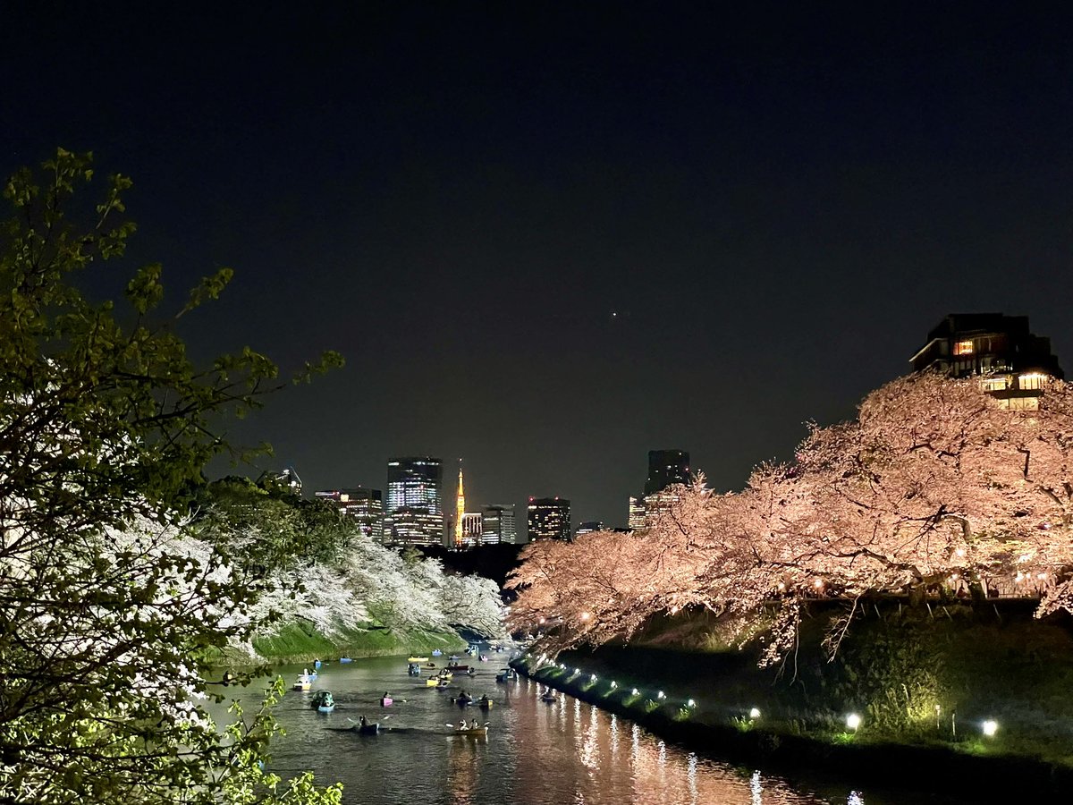 TokyoMoca's tweet photo. 今回は神保町で回転寿司、そして千鳥ヶ淵で夜桜を堪能しました✨美味しいお寿司で乾杯の後の夜桜は最高でした🍻💕皆さま、ビール片手にご覧ください👭✨

動画はコチラから💖
https://t.co/3iR9um1THi https://t.co/Z5hE0fDj8N