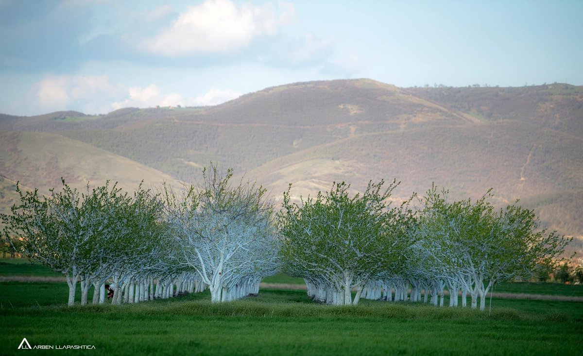 ALlapashtica's tweet photo. #springtrees https://t.co/qptmK4PsM1