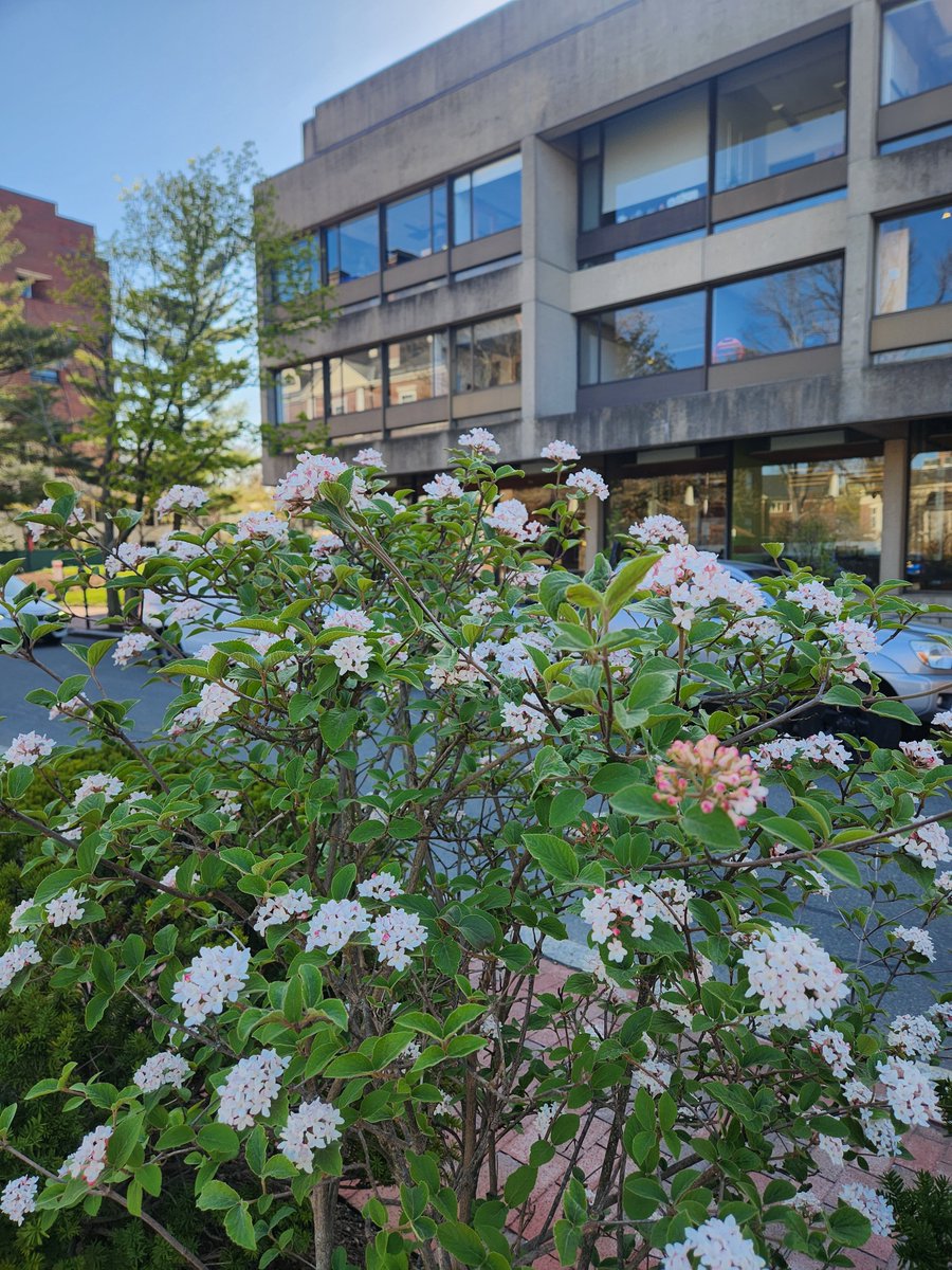 gutman_library's tweet photo. Appian Way in bloom! ๐ ๐ธ
#Spring #HarvardInSpring #HGSE https://t.co/NPC5COY6Ca