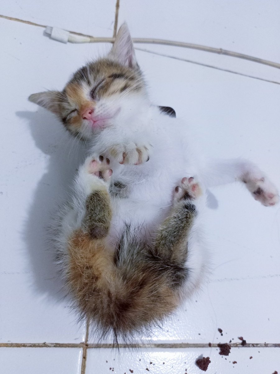 Rzaf_29's tweet photo. Lelah uy klo nyiapin lontong opor #idulfitri #عيد_الفطر_المبارك #cat #bocil #kurcil #gomoy #koceng #bayi #tren #viral #catchoice #oricat https://t.co/VYBfc0laTb