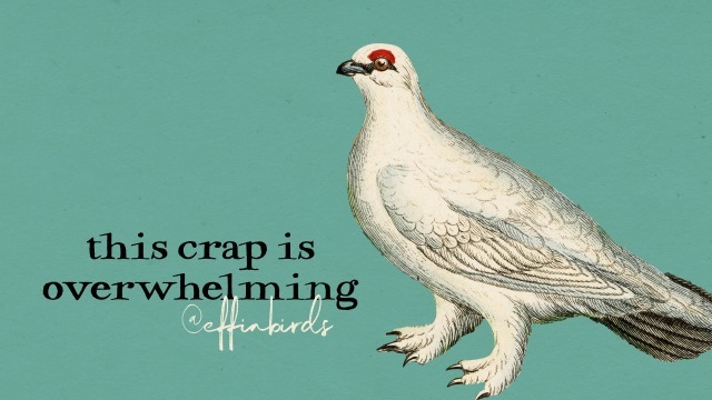 Effin' Birds tweet media