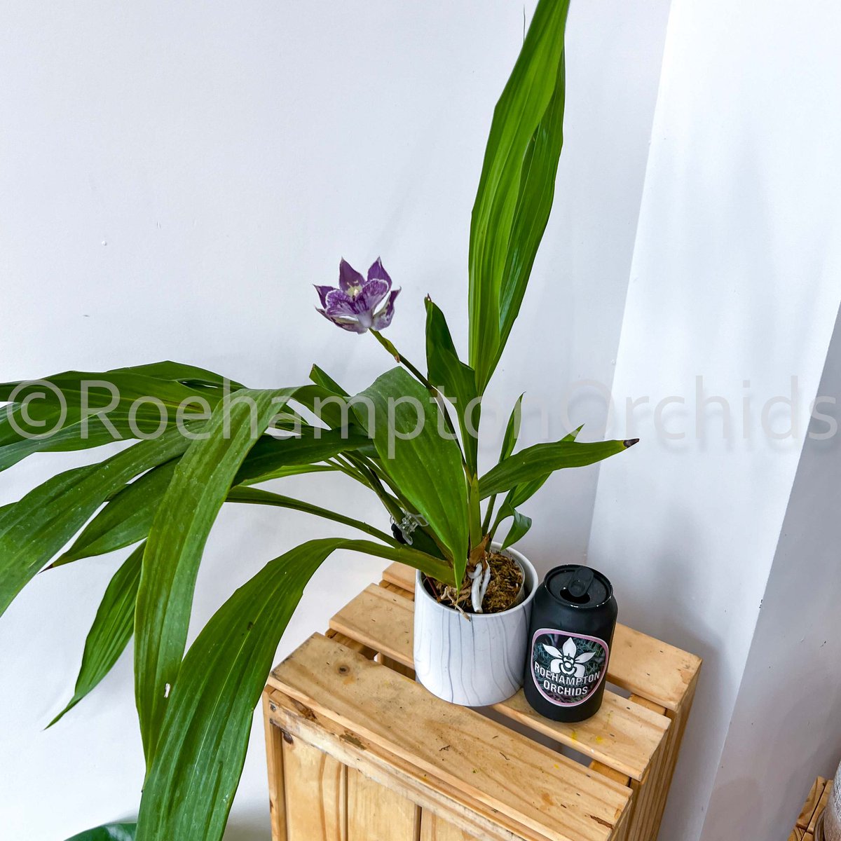 Roeorchids's tweet photo. Zygonisia Murasaki Komachi
-

#RoehamptonOrchids #Canadianorchidgrowers #orchids #plantscanada #canadianhouseplants #torontoorchids #torontoplants #torontoplantshop #orchidsofinstagram #orchidsinbloom #orchidslovers #orchidflower #orchidsofcanada #Plantsmakepeoplehappy https://t.co/P8TU99TwMB