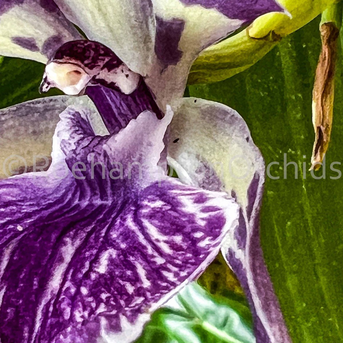 Roeorchids's tweet photo. Zygonisia Murasaki Komachi
-

#RoehamptonOrchids #Canadianorchidgrowers #orchids #plantscanada #canadianhouseplants #torontoorchids #torontoplants #torontoplantshop #orchidsofinstagram #orchidsinbloom #orchidslovers #orchidflower #orchidsofcanada #Plantsmakepeoplehappy https://t.co/P8TU99TwMB