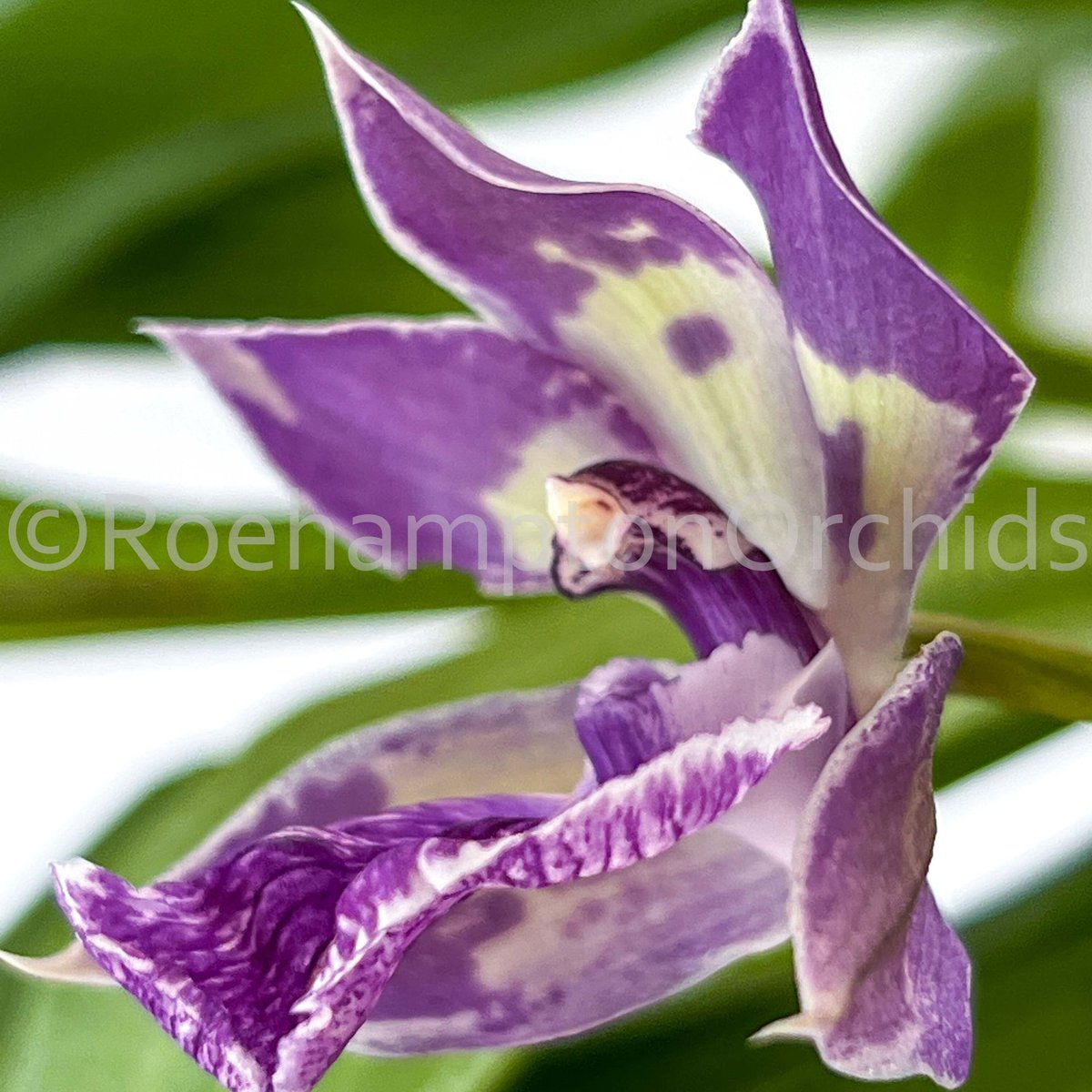 Roeorchids's tweet photo. Zygonisia Murasaki Komachi
-

#RoehamptonOrchids #Canadianorchidgrowers #orchids #plantscanada #canadianhouseplants #torontoorchids #torontoplants #torontoplantshop #orchidsofinstagram #orchidsinbloom #orchidslovers #orchidflower #orchidsofcanada #Plantsmakepeoplehappy https://t.co/P8TU99TwMB
