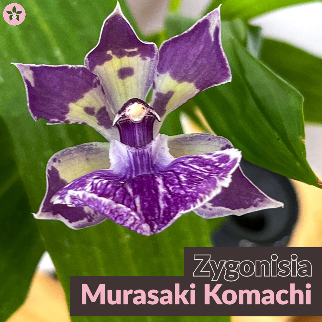 Roeorchids's tweet photo. Zygonisia Murasaki Komachi
-

#RoehamptonOrchids #Canadianorchidgrowers #orchids #plantscanada #canadianhouseplants #torontoorchids #torontoplants #torontoplantshop #orchidsofinstagram #orchidsinbloom #orchidslovers #orchidflower #orchidsofcanada #Plantsmakepeoplehappy https://t.co/P8TU99TwMB