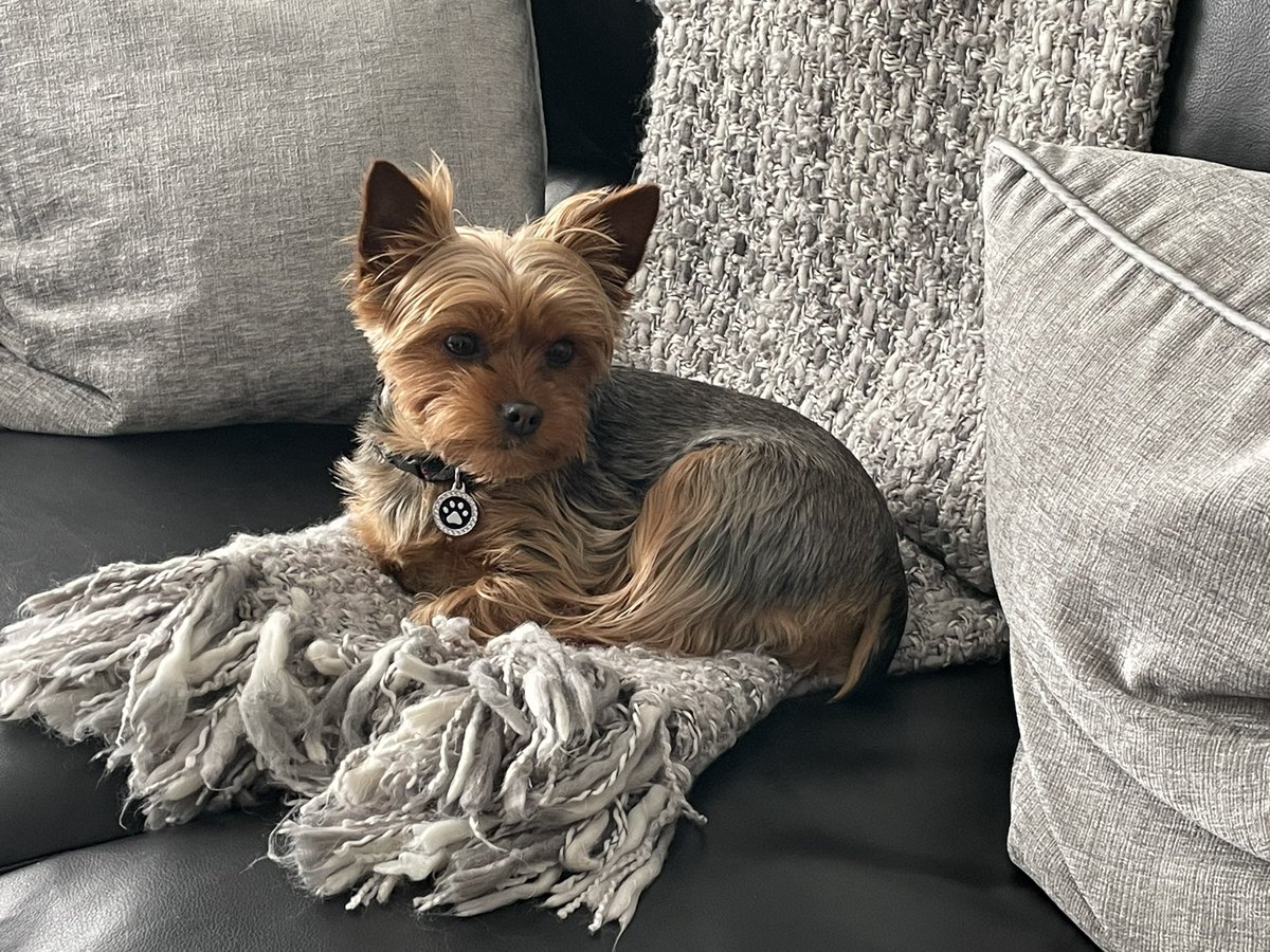 Lille1947's tweet image. What! It is worse today than it was yesterday! No walk today so I might as well make myself comfortable!
#springstorm #snow #dogsoftwitter #inside #comfortable