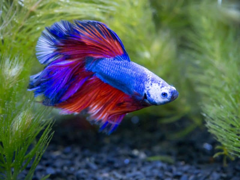Ginger Anne Perales tweet media
