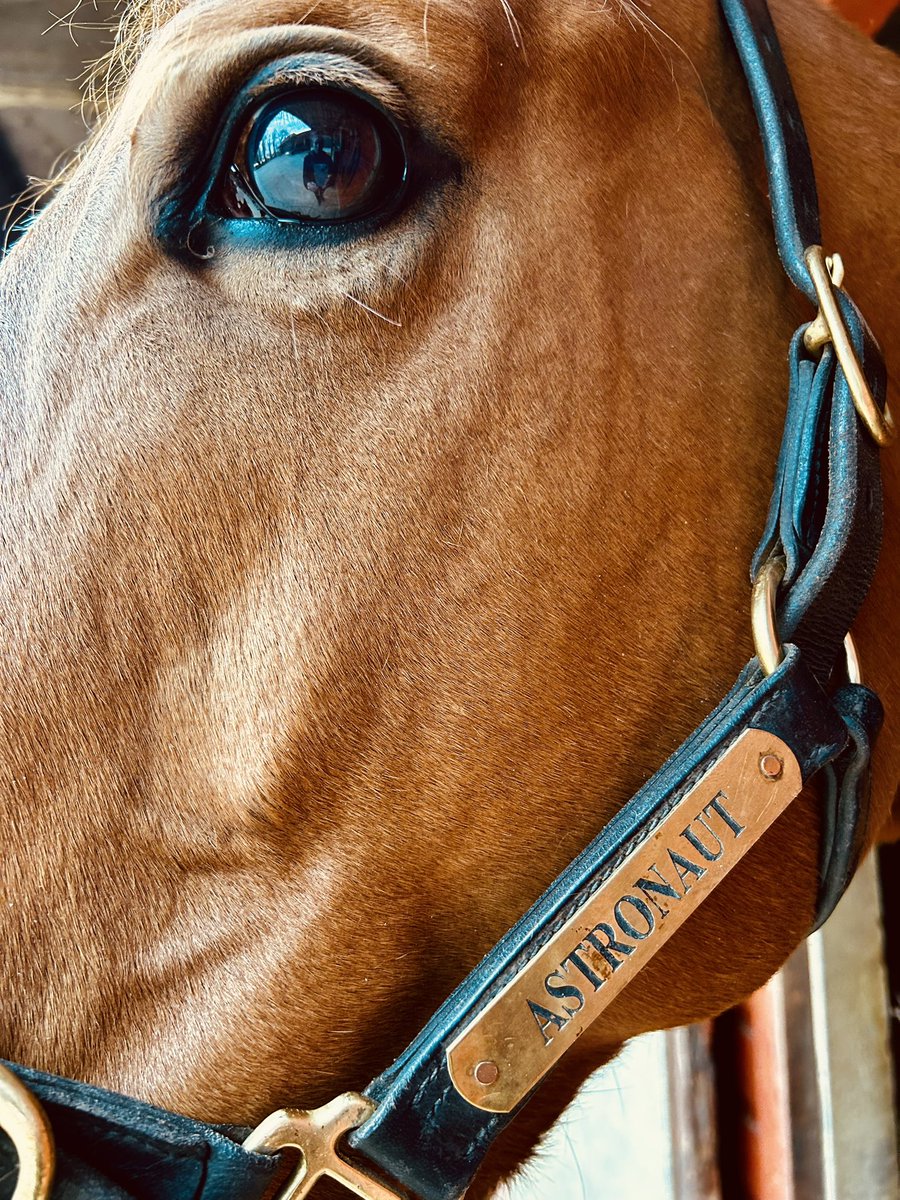 pamelaperl's tweet photo. Circle of hands please…Astronaut is undergoing surgery in the morning.
Following investigations by our vet last month, we discovered the lameness issues he was experiencing were in his hind legs. He’s in the best possible care.🫶
#thoroughbred
#LoveMyHorse
#DutyOfCare https://t.co/kWf7WIWZVE