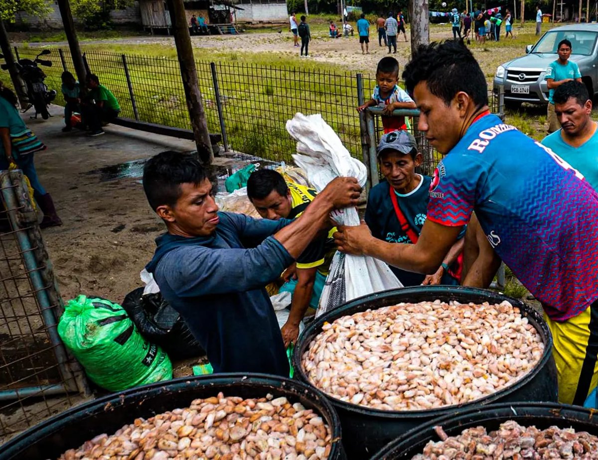 Kallari_ec's tweet photo. We continue touring the communities associated with the purchase of cocoa through different established routes. Advancing with the social, environmental, economic development of the communities and producers, guaranteeing to provide quality products to our clients and the world. https://t.co/DOgOOuk6cB