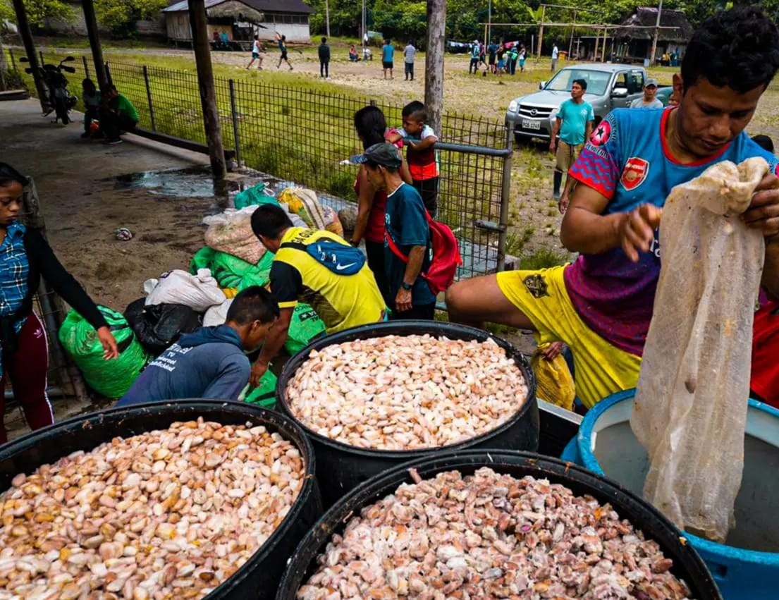 Kallari_ec's tweet photo. We continue touring the communities associated with the purchase of cocoa through different established routes. Advancing with the social, environmental, economic development of the communities and producers, guaranteeing to provide quality products to our clients and the world. https://t.co/DOgOOuk6cB