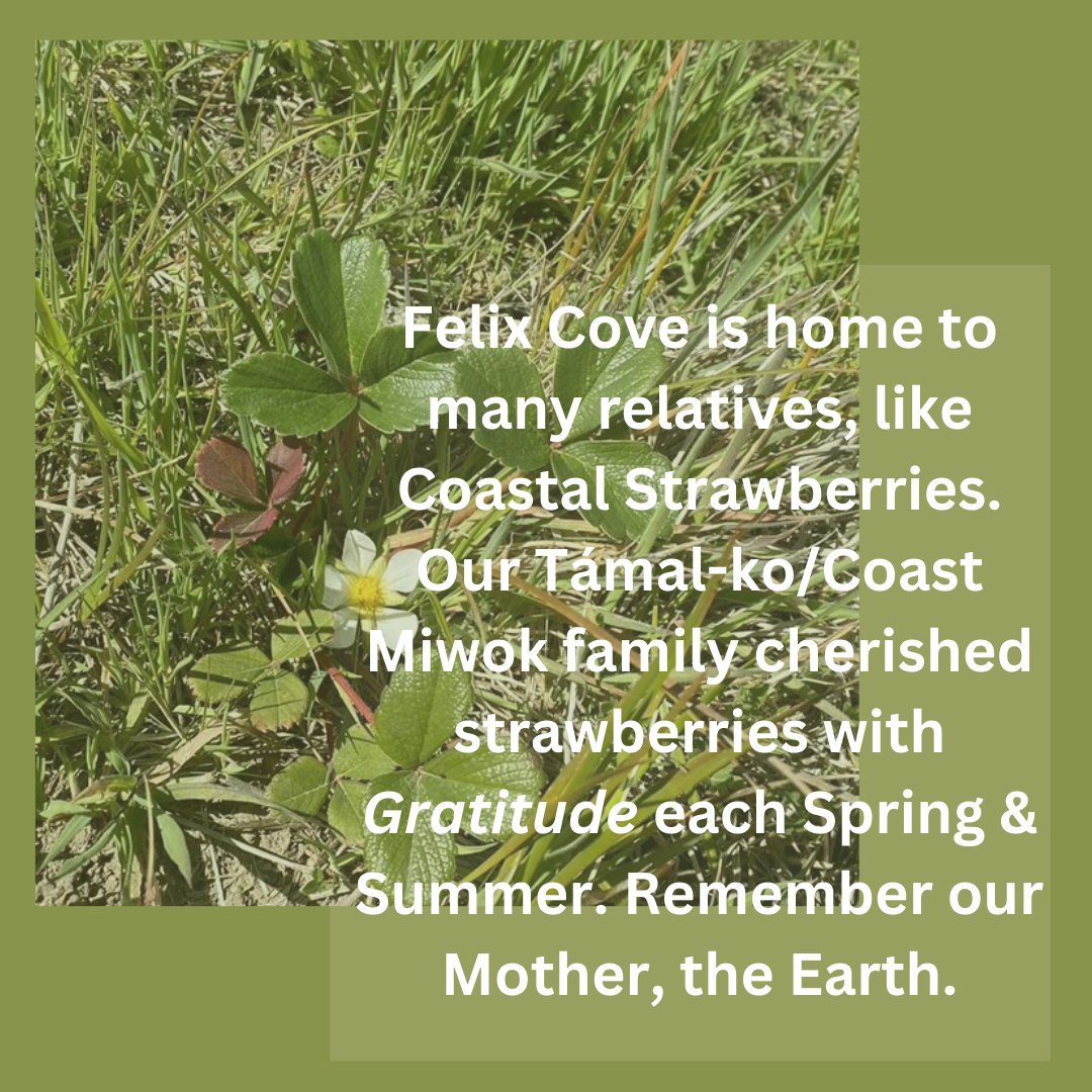 felix_alliance's tweet photo. Felix Cove is home to many relatives, like Coastal Strawberries. Our Támal-ko/Coast Miwok family cherished strawberries with GRATITUDE each Spring & Summer. Remember our Mother, the Earth. #a4fc #earthday #gratitude #protectmotherearth #protectfelixcove #coastmiwok #indigenous https://t.co/qKfzHoVslC