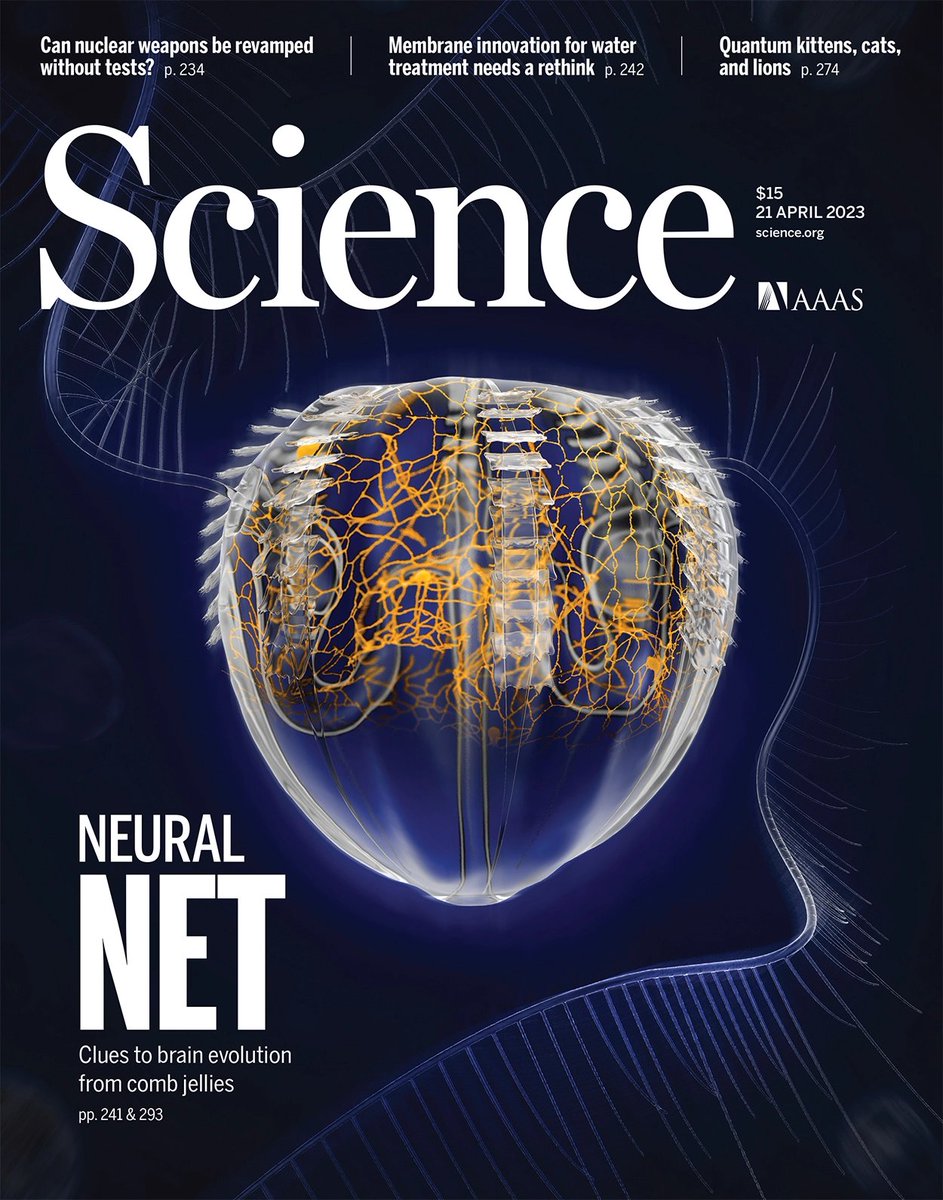 Thrilled to see ctenophores on the cover of @ScienceMagazine🤩. Our latest work on the Syncytial Nerve Net in a ctenophore out now. Link: science.org/doi/10.1126/sc… Work supported by @MSarsCentre, @UiB, @ERC_Research. #ctenophores #evolution #syncytium.