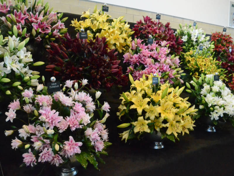MandyCanUDigIt's tweet photo. HOT OFF THE LAPTOP! My review of #HarrogateSpringFlowerShow. Congrats to Best in Show winners @plantagogo! Full Floral Art results - love the tributes to Vivienne Westwood. @HarrogateFlower #harrogateflowershow #gardening #gardenshour #gardeningtwitter https://t.co/GKkc0fOzC4 https://t.co/SPe3ttfneD