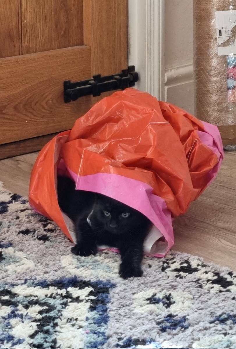 EleanorBowyer's tweet photo. @abughazalehkat Think my kitten is broken... https://t.co/NNZexKyPjn