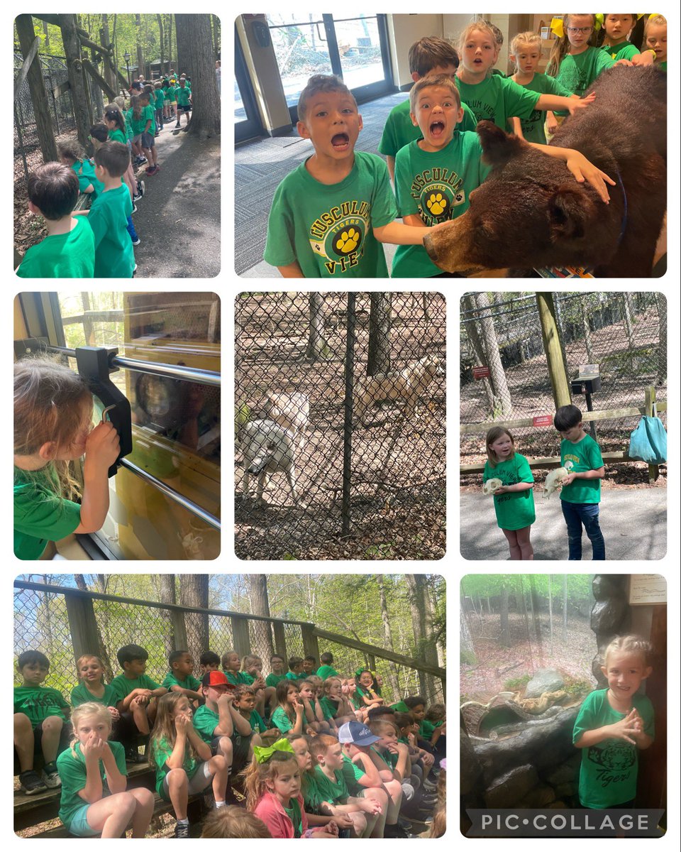 Field trips are the best! Great fun at Bays Mountain.  #tvtigers2023 <a href="/drlanaluttrell/">Lana Luttrell</a>