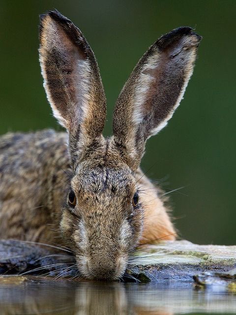“Hedge witches today would do good to learn as much as they can about shapeshifting witches of the past. In Scotland, witches often shapeshifted into the hare”

~ Denny Sargent, author of Werwolf Magic. 

#FolkloreThursday 
#bookchatweekly 
#Shapeshifting