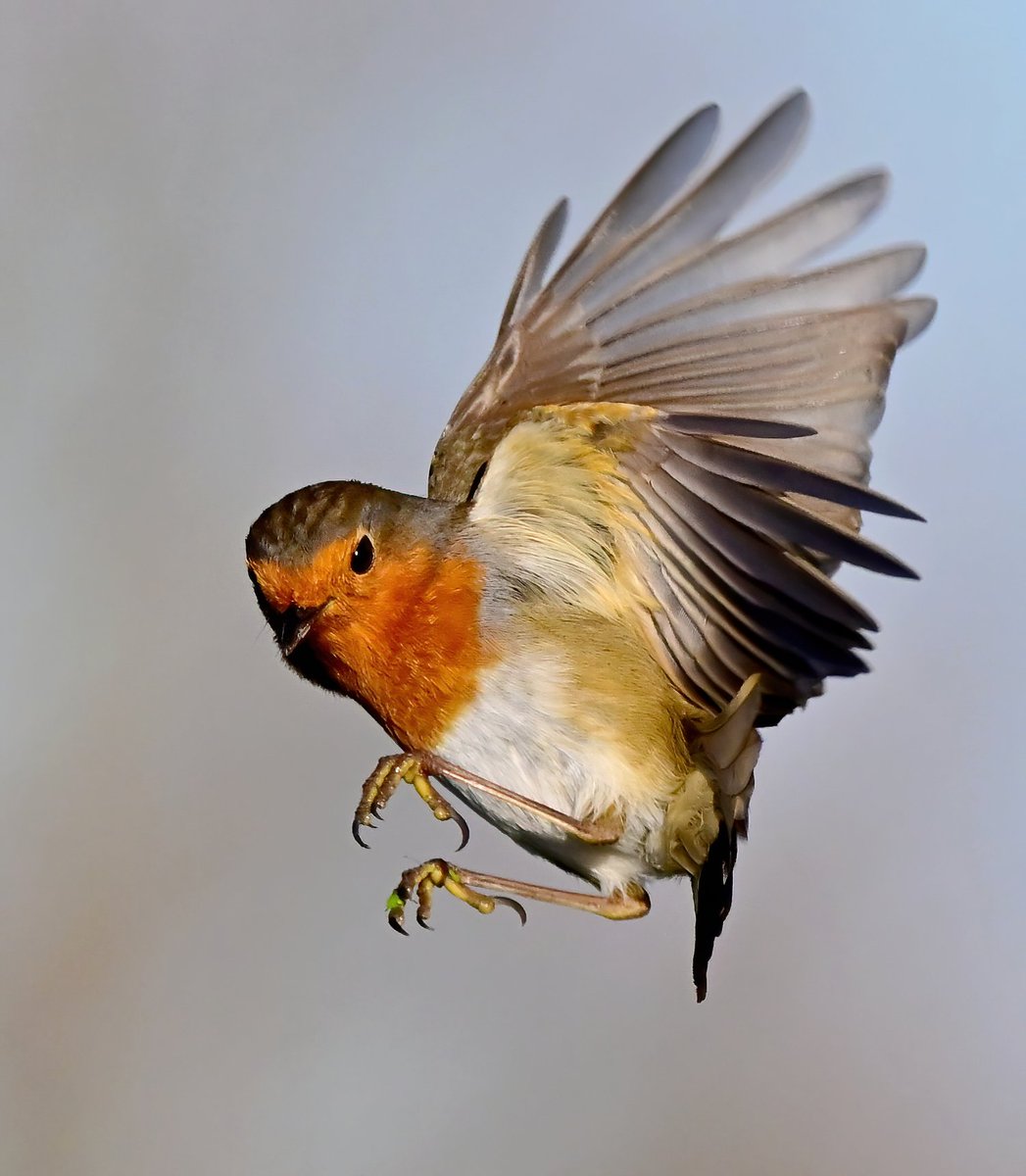 CarlBovisNature's tweet photo. Anyone else wants to follow me now I'm tickless? 🤔 
  All I can promise is lots of bird pics, every day! 😀🐦❤️ https://t.co/C5QdOo19pL