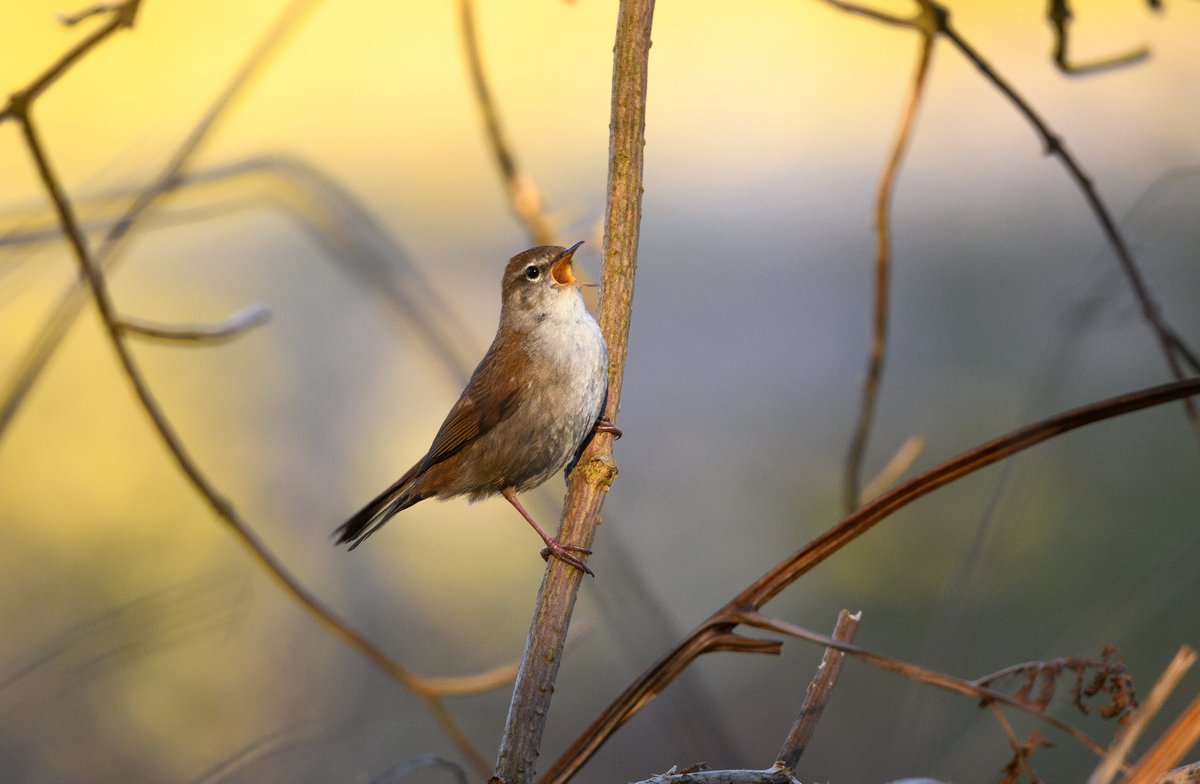 Lesliecater1's tweet photo. After two days of grey weather in the mornings, on the third day the weather was better at first light and no fog. So, here is the one I wanted to capture #Cetti's warbler male, singing it's heart out @RSPBMinsmere The gorse behind gives this image a wonderful glow. Cracking bird https://t.co/z5Dd9Ovtd6