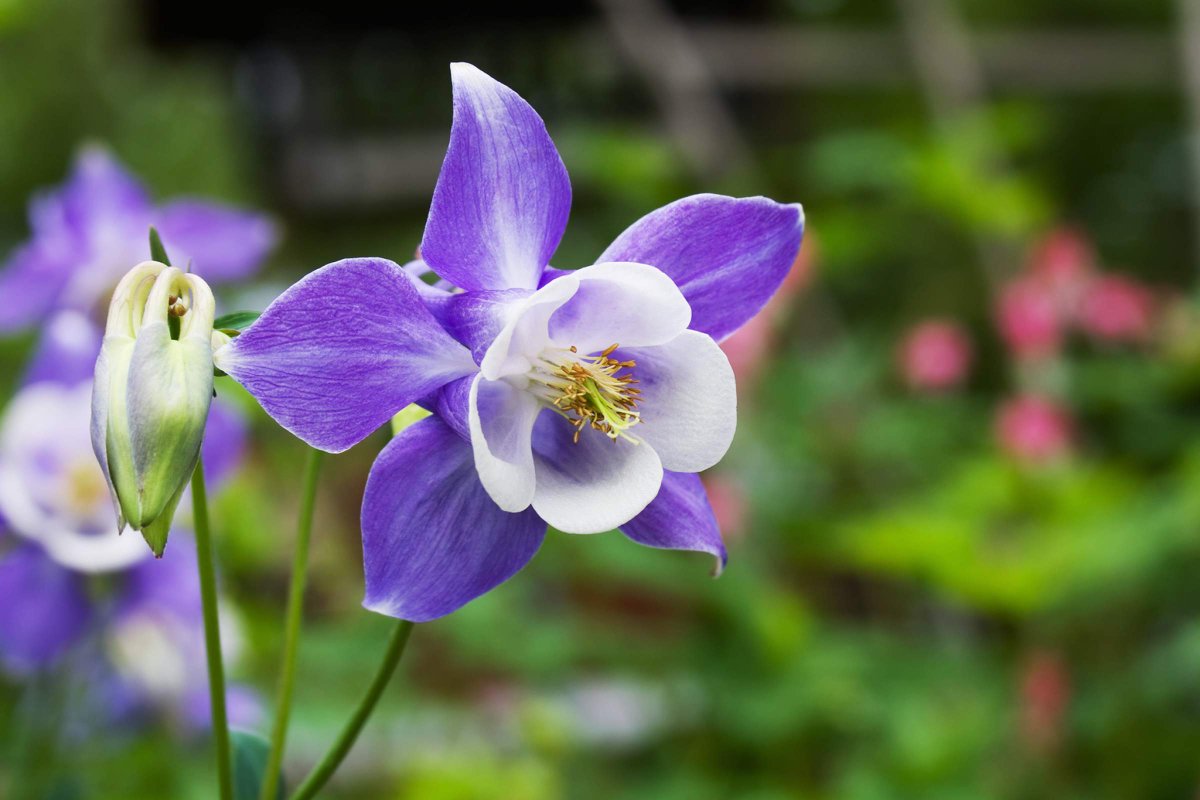 WestMetroFire's tweet photo. Today we remember and honor those lost at Columbine High School on April 20, 1999. #WeAreColumbine https://t.co/fcPt2M7kc7